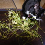 ペットがいても楽しめる植物の飾り『ボタニカルリース』にチャレンジしてみた