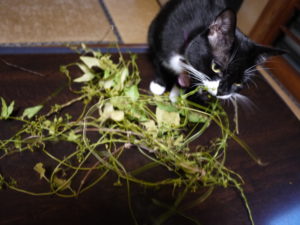 ペットがいても楽しめる植物の飾り『ボタニカルリース』にチャレンジしてみた