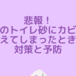 悲報！猫のトイレ砂にカビが生えてしまったときの対策と予防