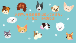 ツボ押しを始める前に知っておきたい！犬・猫の１寸の測り方